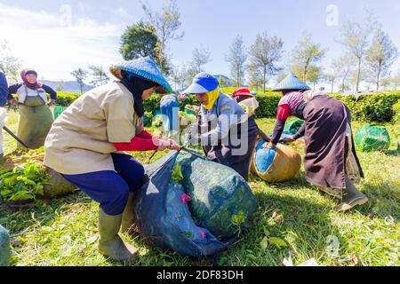 Workers at the Malabar Pangalengan Tea Estate in Bandung, Indonesia Stock Photo