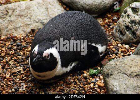 African penguin (Spheniscus demersus) also known as the Cape penguin or South African penguin A species of penguin confined to southern African waters
