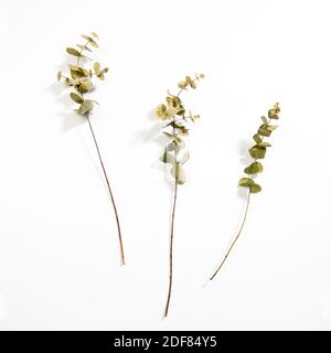 Dry branches of eucalyptus. Empty space. Copy space Stock Photo