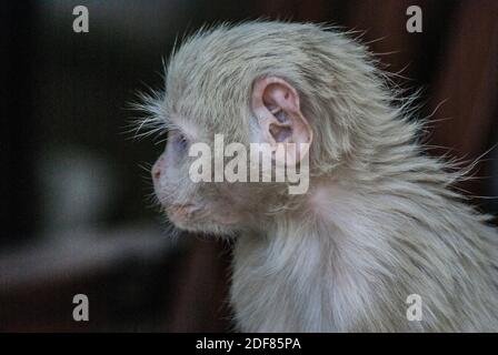 Fanpage do Centro Nacional de Primatas - Cenp - Raro filhote #albino de  macaco da espécie Chlorocebus pygerythrus é fotografado em parque na  África do Sul.  O #albinismo (do latim albus-branco)
