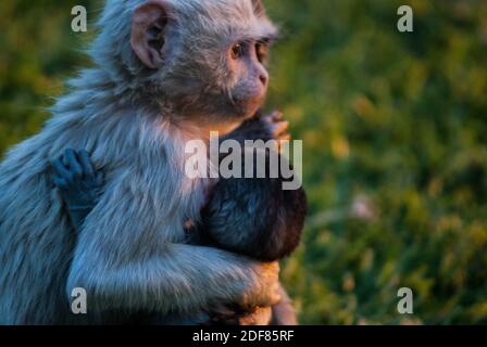 Fanpage do Centro Nacional de Primatas - Cenp - Raro filhote #albino de  macaco da espécie Chlorocebus pygerythrus é fotografado em parque na  África do Sul.  O #albinismo (do latim albus-branco)