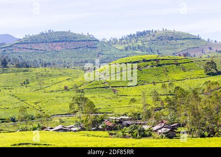 The verdant greens of the Malabar Pangalengan Tea Estate in Bandung, Indonesia Stock Photo