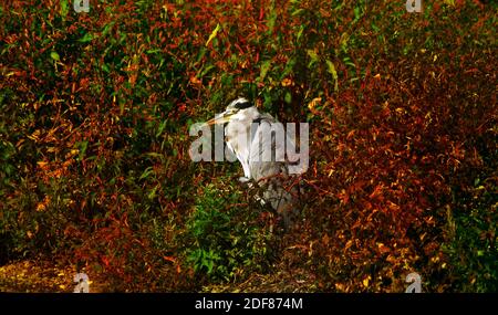 Grey heron (Ardea cinerea) is a long-legged, predatory, wading bird of the heron family, Ardeidae, native throughout temperate Europe, Asia & Africa. Stock Photo