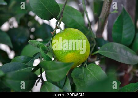 Close-up of nearly ripe lemon growing on tree Stock Photo