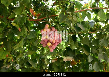 Bunch of ripe large round red Verico grapes hanging from overhead vine Stock Photo