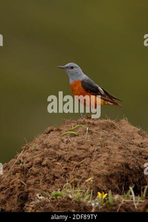 Rufous-tailed Rock-thrush (Monticola saxatilis) adult male perched on earth mound  Ili-Alatau NP, Kazakhstan            June Stock Photo