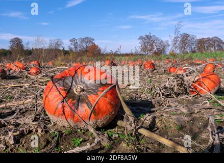 Landscape with ripe orange pumpkins on a field Stock Photo
