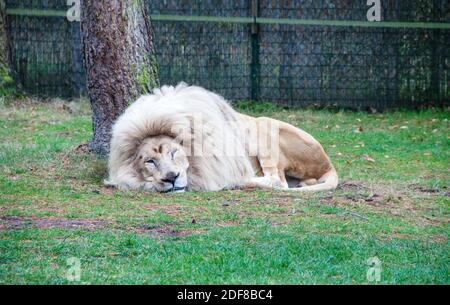 View of a sleeping white lion on a tree Stock Photo