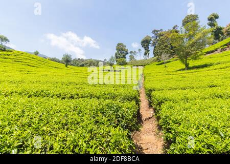 The verdant greens of the Malabar Pangalengan Tea Estate in Bandung, Indonesia Stock Photo