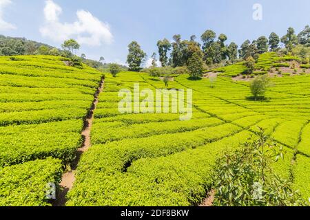 The verdant greens of the Malabar Pangalengan Tea Estate in Bandung, Indonesia Stock Photo