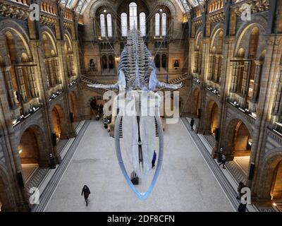 Natural History Museum  reopened on Thursday 3 December 2020. The Natural History Museum is delighted to be able to, once again, offer a warm welcome to visitors, throwing open the doors to its world-famous building in South Kensington from Thursday 3 December 2020 Stock Photo