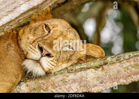 Tree climbing lion in Ishasha, Queen Elizabeth National Park, Uganda. Stock Photo