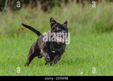 Staffordshire Bull Terrier dog running in the field on competition Stock Photo