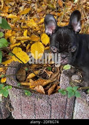 Black French Buddlogge, Puppy In Autumn Leaves Stock Photo