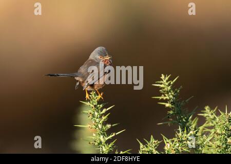 Male Dartford Warbler-Sylvia undata perches on common Gorse-Ulex.  Autumn