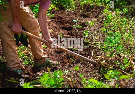 Selection of freshly harvested potatoes in the farm of Fontanales, Gran Canaria, Canary Islands Stock Photo