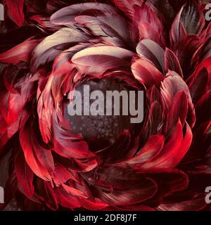 Top view with close-up on vintage black, red, maroon, and flaming orange feather wreath Stock Photo