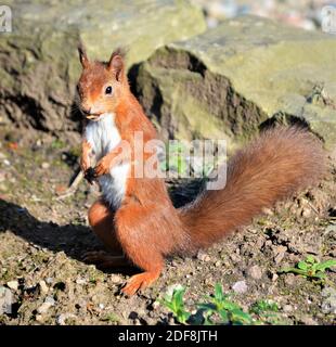 Scottish Red Squirrel Stock Photo