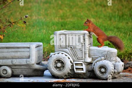 Scottish Red Squirrel Stock Photo