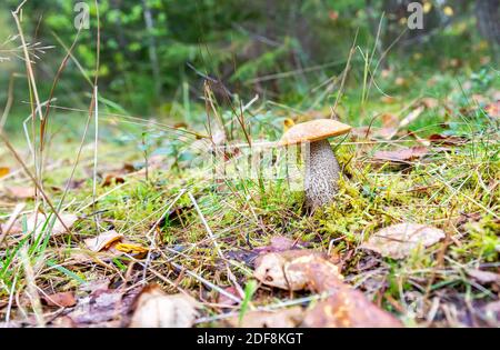 Forest edible boletus mushroom in the green grass close up Stock Photo
