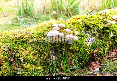 Gray toadstool mushrooms growing in the moss on the fallen tree Stock Photo