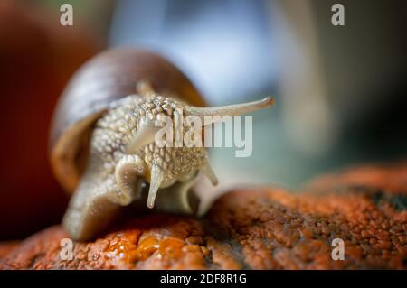 large grape snail crawls over a beautiful embossed pumpkin. Large snail close-up on a box of vegetables. Small depth of field, selective focus. Close Stock Photo