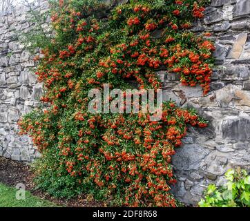 Pyracantha Coccinea, the vibrant red berries of Pyracantha Coccinea Scarlet Firethorn trained here to grow on an brick, old wall. Stock Photo
