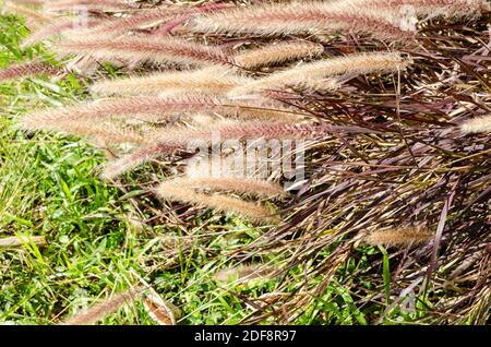 Purple Fountain Grass Stock Photo