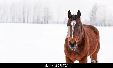 Dark brown horse walks on snow covered field, detail at head from front Stock Photo