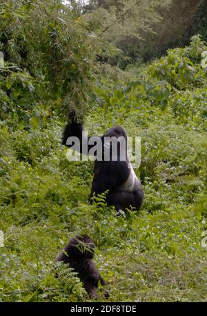 GORUNDHA, of the SABYINYO GROUP, is the largest alpha male SILVER BACK in VOLCANOES NATIONAL PARK seen here foraging bamboo - RWANDA Stock Photo