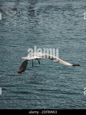 Seagull in flight Stock Photo