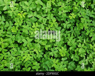Clover shamrock field background texture, natural pattern Stock Photo