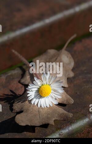 Freshly picked daisy placed on a park bench on top of dead Oak leaves Stock Photo