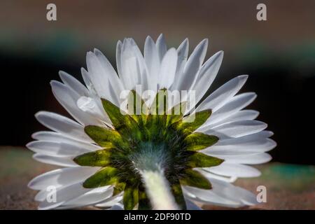 Freshly picked daisy placed on a park bench and viewed from behind looking into the sun Stock Photo