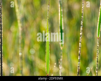 Closeup Macro of Blades of Grass Covered with Dew Droplets Reflecting the Sun on a Summer Morning at Sunrise in Landscape Scenic View Stock Photo