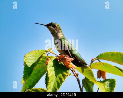 Ruby-Throated Hummingbird Perched on a Tree Top with Green Leaves on the Branches Stretching Its Neck with a Bright Blue Sky in the Background Showing