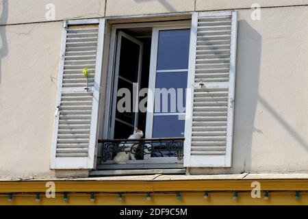 A confined Parisian Cat enjoy sunny spring weather on the balcony during lockdown imposed to slow the spreading of the coronavirus disease (COVID-19) in Paris. after the announcement by French President Emmanuel Macron of the strict home confinement rules of the French due to an outbreak of coronavirus pandemic (COVID-19) on March 18, 2020 in Paris, France. the French will have to stay at home, France has closed down all schools, theatres, cinemas and a range of shops, with only those selling food and other essential items allowed to remain open. under penalty of sanctions, prohibiting all but Stock Photo