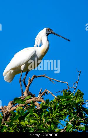 Royal Spoonbill (Platalea regia) in nuptial breeding plumage perched on roosting perch. Queensland Australia Stock Photo