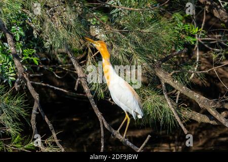 Cattle egret (Bubulcus ibis) in breeding plumage sitting on branch. Queensland Australia Stock Photo