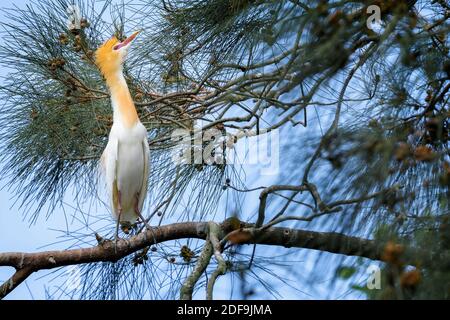 Cattle egret (Bubulcus ibis) in breeding plumage sitting on branch. Queensland Australia Stock Photo