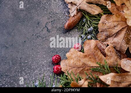 Autumn background, border made of dried oak leaves and acorns with copy space.  Stock Photo