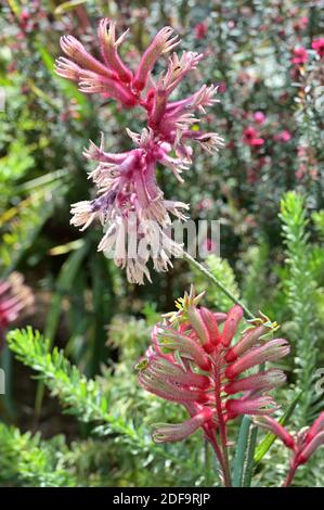 Brightly colored blooms of the Kangaroo Paw plant. Native to southwest Australia, it has found its way into garden beds all over the world. Stock Photo