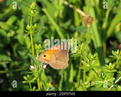 Meadow Brown butterfly (Maniola jurtina) with closed wings resting on Bedstraw in a wildlife refuge in Cumbria, England,UK Stock Photo