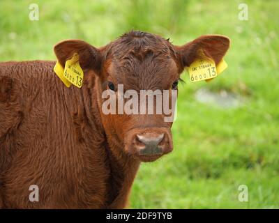 ear-tagged Calf with cow in Cumbria, England,UK Stock Photo