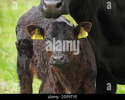 big-eyed young ear-tagged black Calf with milky mouth after suckling from protective mother cow in Cumbria, England,UK Stock Photo