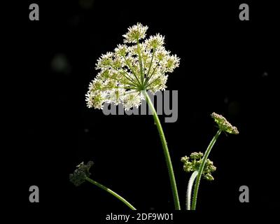 backlit umbel of compound flowers of Common Hogweed or Cow parsnip (Heracleum sphondylium) against dark background in Cumbria, England,UK Stock Photo