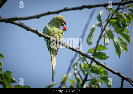 Ring-tailed parakeets (Psittacula krameri) are photographed in Le Perreux-sur-Marne, France on May 11, 2020. Ring-tailed parakeets (Rose-Ringed Parakeets), an invasive species that has colonized European gardens. Photo by ABACAPRESS.COM Stock Photo