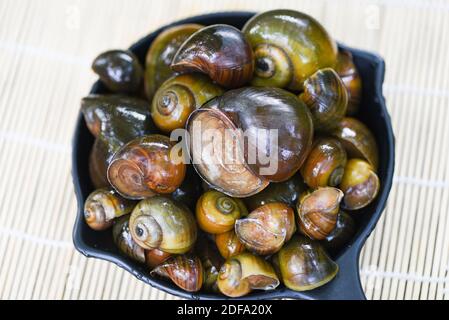 Apple snail freshwater snail river from nature field for food cooked Thai local food, Pila ampullacea shellfish Stock Photo