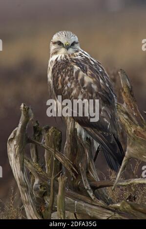 Rough Legged Hawk Stock Photo