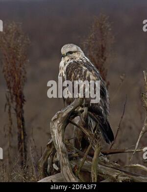 Rough Legged Hawk Stock Photo